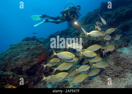 Scuba Diver e Cow Breams (Sarpa salpa), bodrum, Turchia Foto Stock