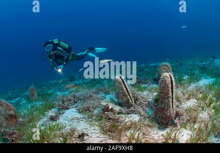 Scuba Diver al nobile rare gusci della penna (Pinna nobilis) su un'alga, Kas, Lycia, Turchia Foto Stock