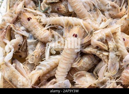 Squilla mantis in un mercato di frutti di mare. Close up Foto Stock