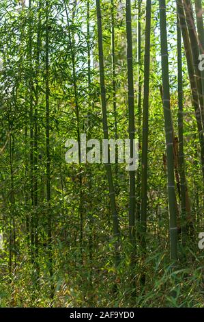 Una fitta macchia di molto alti, in bambù verde Foto Stock
