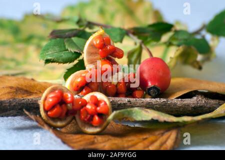 Elegante autunno image.Foglie di autunno, poco e frutta rossa. Foto Stock