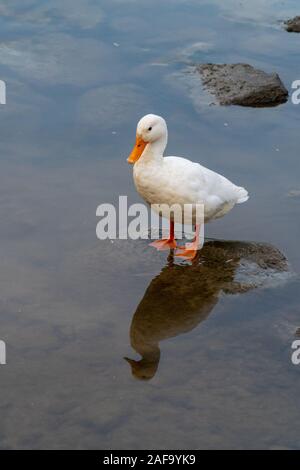 Anatra di bianco in piedi in un lago su una pietra in Germania durante il periodo primaverile Foto Stock