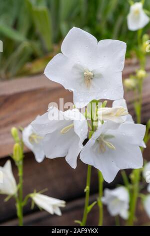 Close-up del giglio della valle o può lily - bianco a forma di campana di fiori circondata da foglie verdi in Germania durante il periodo primaverile Foto Stock