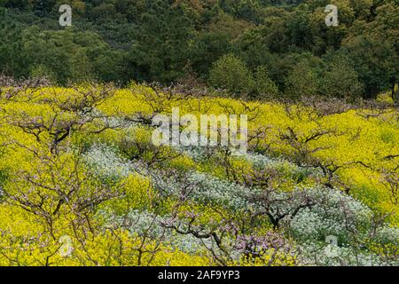 Vista panoramica di un bellissimo campo di viola i fiori di ciliegio in piena fioritura durante la primavera tempo Foto Stock