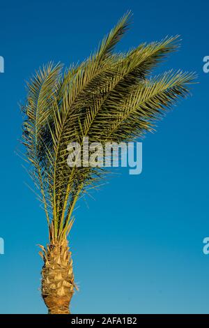 Solo Palm tree in una giornata ventosa, isolata contro il cielo blu, Foto Stock