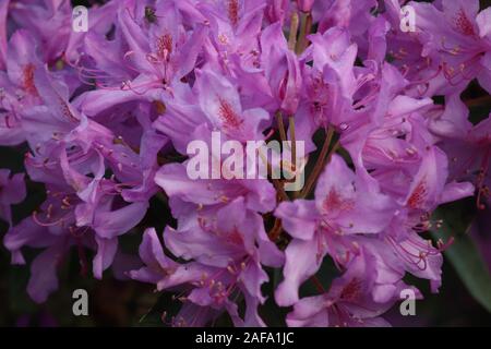 Rododendro rosa in piena fioritura. Green arbusto sempreverde. Pieno fiore pianta, luminoso fiori rosa. Alpine rose. Chiudere l immagine del fiore. Foto Stock