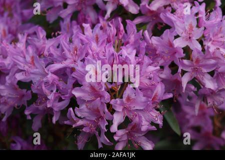Rododendro rosa in piena fioritura. Green arbusto sempreverde. Pieno fiore pianta, luminoso fiori rosa. Alpine rose. Chiudere l immagine del fiore. Foto Stock