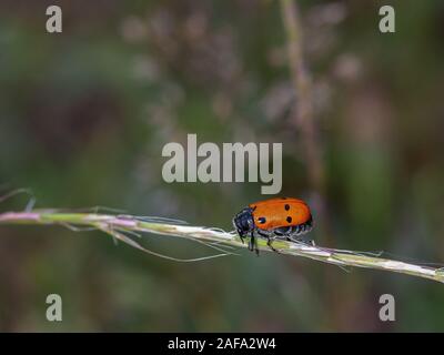 Lachnaia sexpunctata. Beetle sei punti nel loro ambiente naturale. Foto Stock