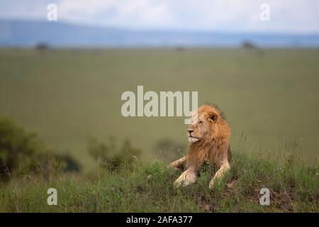 Un giovane maschio di leone al Maasai Mara Foto Stock