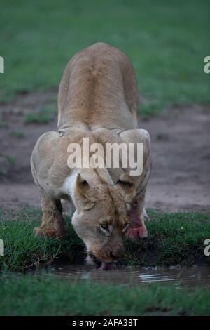 Una leonessa a temprare la sua sete dopo un pasto Foto Stock