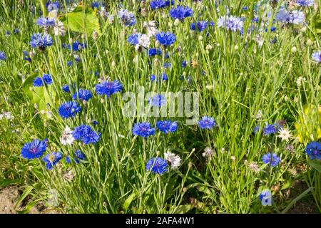 Cornflowers (Centaurea cyanus) in un campo rurale nella campagna Olandese Foto Stock