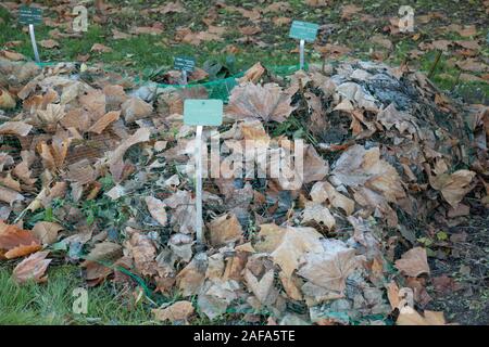 Un letto di piante di gara (salvia guaranitica) anice al profumo di salvia, sono protetti sotto un mucchio di foglie cadute nel Jardin des Palnted a Parigi Foto Stock