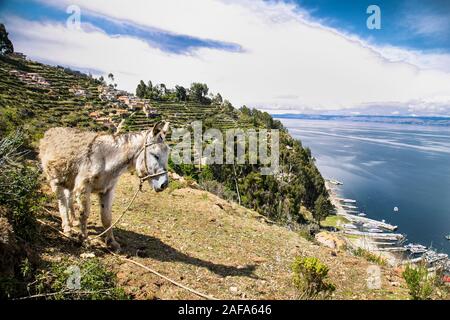 Ritratto di asino a Isla del Sol in una giornata di sole in Bolivia. America del Sud Foto Stock