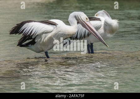 Adelaide, Australia. Il 14 dicembre 2019. Australian pellicani (Pelecanus Conspicillatus) toelettatura e preening in una calda giornata estiva Credito: Amer Ghazzal/Alamy Live News Foto Stock