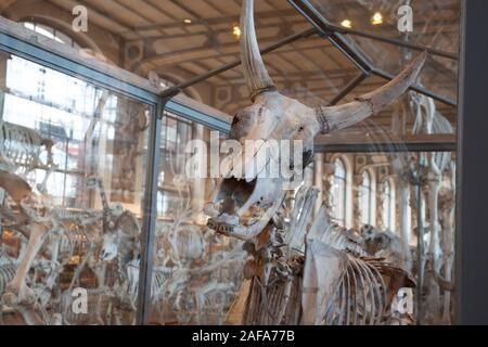 Uno scheletro all'interno della galleria di Paleontologia e di Anatomia Comparata a Parigi Foto Stock