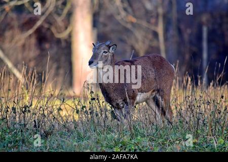 Giovani muflone maschio nella foresta ritratto invernale Ovis aries Musimon Foto Stock