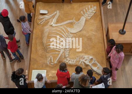 Un gruppo di bambini della scuola di visualizzare un fossile di dinosauro presso la Galleria di Paleontologia e di Anatomia Comparata a Parigi Foto Stock