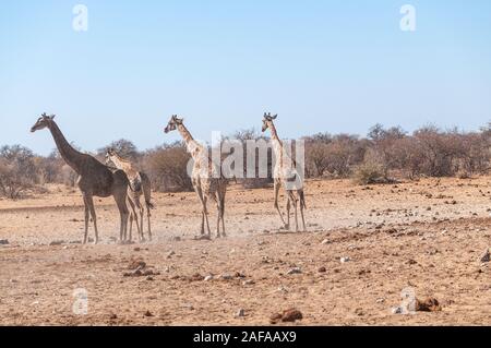 Quattro le giraffe angolano - Giraffa giraffa angolensis camminare nervosamente intorno al fiume nel parco nazionale Etosha, Namibia. Foto Stock