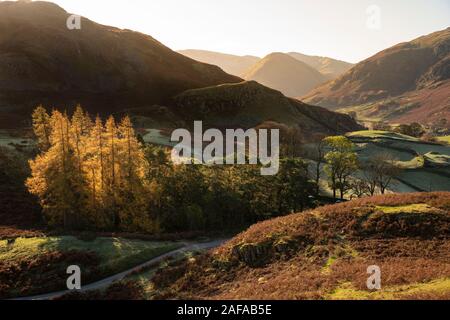 Epic Autumn Fall paesaggio retroilluminato di pini larici nelle valli di nevischio caduto e Howstead Brow nel Lake District visto da Hallin cadde Foto Stock