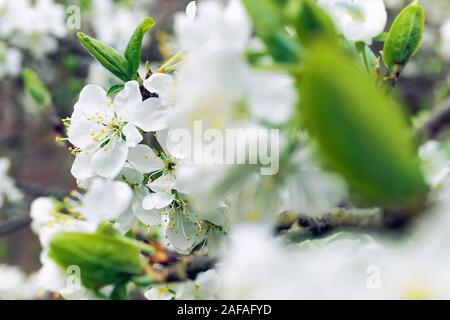 Primo piano di fiori bianchi di prugna e foglie verdi fresche in primavera. Foto Stock