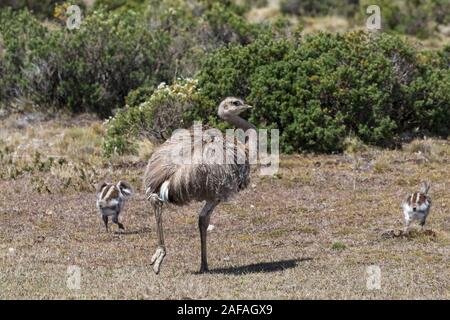 Lesser rhea Rhea pennata adulti con i giovani sui prati vicino a Morro Chico Patagonia cile america del sud Dicembre 2016 Foto Stock