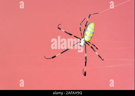 Bella close-up di Nephila clavata spider noto in Giappone come gumo Joro isolato su sfondo rosso con copia spazio. Inquadratura orizzontale. Foto Stock