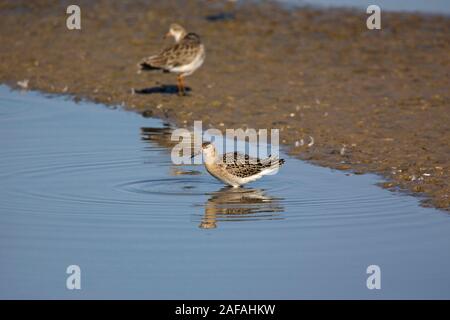 Ruff Philomachus pugnax capretti in una laguna poco profonda, palude Titchwell RSPB Riserva, Norfolk, Inghilterra, Regno Unito, Settembre 2018 Foto Stock