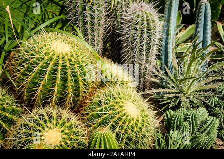 Impianto di Cactus closeup nel giardino di cactus Foto Stock