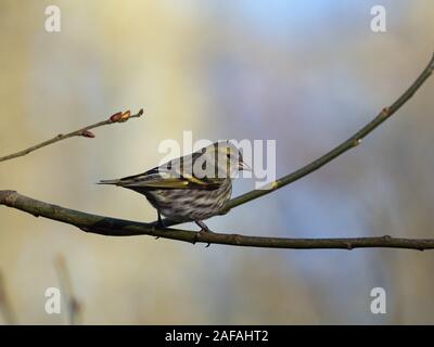 Eurasian lucherino Carduelis spinus femmina appollaiato in un albero, Blashford Laghi Riserva Naturale, Hampshire e dell' Isola di Wight Wildlife Trust Reserve, Ellingh Foto Stock