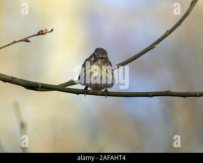 Eurasian lucherino Carduelis spinus femmina appollaiato in un albero, Blashford Laghi Riserva Naturale, Hampshire e dell' Isola di Wight Wildlife Trust Reserve, Ellingh Foto Stock