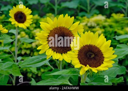 Due campi di girasoli a fuoco nel verde. Un altro girasole sfocata. Bellissime fiori gialli si stagliano contro lo sfondo di foglie verdi. Foto Stock