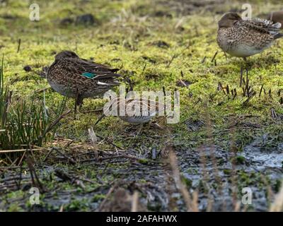 Beccaccino Gallinago gallinago camminando lungo la banca di muschio con femmina a pelo teal oltre, Graylake RSPB Riserva, vicino Othery, Somerset livelli e M Foto Stock