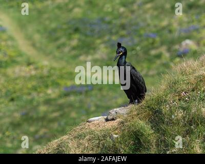 Marangone dal ciuffo Phalacrocorax aristotelis su un prato in cima alla scogliera, lunga isola, Treshnish Isole Ebridi Interne, Scotland, Regno Unito, maggio 2019 Foto Stock