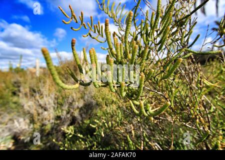 Sarcocornia fruticosa impianto nella zona naturale del fiume Vinalopo in Elche Foto Stock