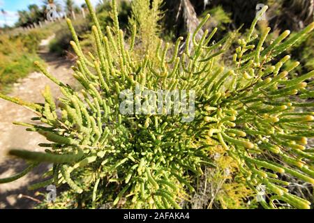 Sarcocornia fruticosa impianto nella zona naturale del fiume Vinalopo in Elche Foto Stock