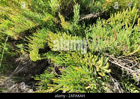 Sarcocornia fruticosa impianto nella zona naturale del fiume Vinalopo in Elche Foto Stock