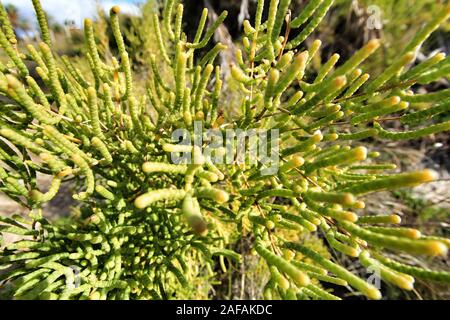 Sarcocornia fruticosa impianto nella zona naturale del fiume Vinalopo in Elche Foto Stock