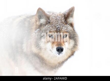 Un lone coyote (Canis latrans) isolato su sfondo bianco closeup in inverno la neve in Canada Foto Stock