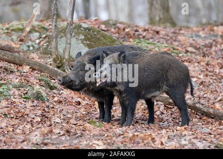 Due cinghiali in piedi nella foresta in Canada Foto Stock