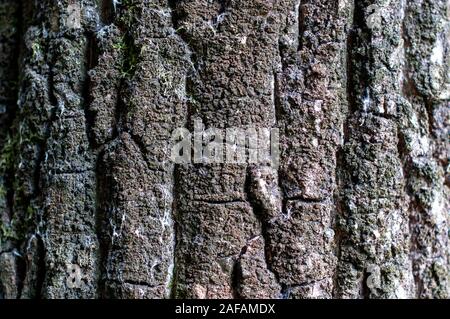 Rilievo texture della corteccia di un albero con MOSS. Foto Stock