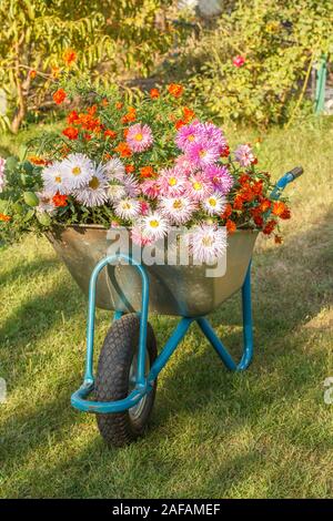 Sera dopo il lavoro nel giardino estivo. Carriola con fiori sul prato verde. Foto Stock