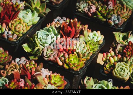 Mini piante grasse - succulente piccolo impianto pot Foto Stock