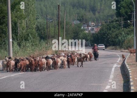 Una capra herder passeggiate lungo una strada trafficata in Turchia Foto Stock