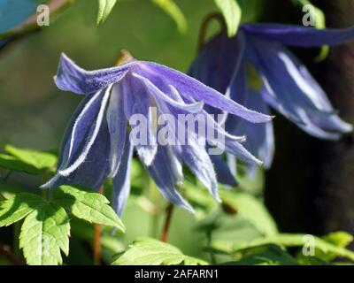 Blu double Atragene (Clematis) varietà Cecile fiorisce nel giardino. Bella blu estate fiori in un giardino verticale il giardinaggio. Foto Stock