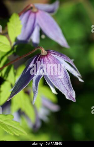 Blu double Atragene (Clematis) varietà Cecile fiorisce nel giardino. Bella blu estate fiori in un giardino verticale il giardinaggio. Foto Stock