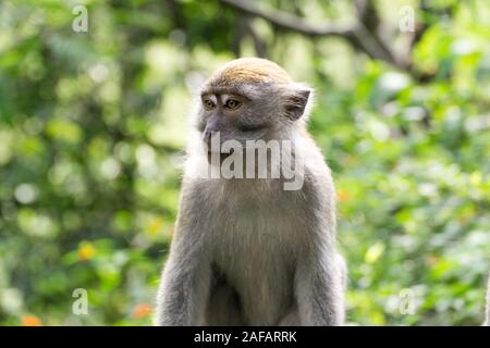 Granchio di macaco mangiare anche noto come lunga coda Macaque Foto Stock