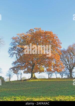 Una vista di una quercia inglese, Quercus robur, con ritardi di fogliame di autunno in campagna a Surlingham, Norfolk, Inghilterra, Regno Unito, Europa. Foto Stock
