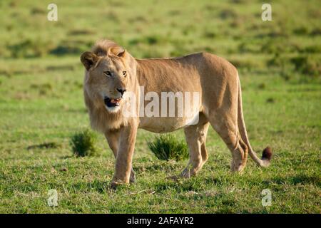 Favoloso Lions nel Maasai Mara Foto Stock