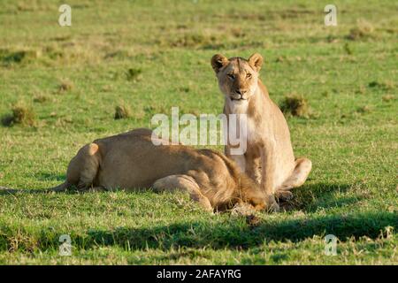 Favoloso Lions nel Maasai Mara Foto Stock