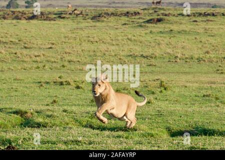 Favoloso Lions nel Maasai Mara Foto Stock